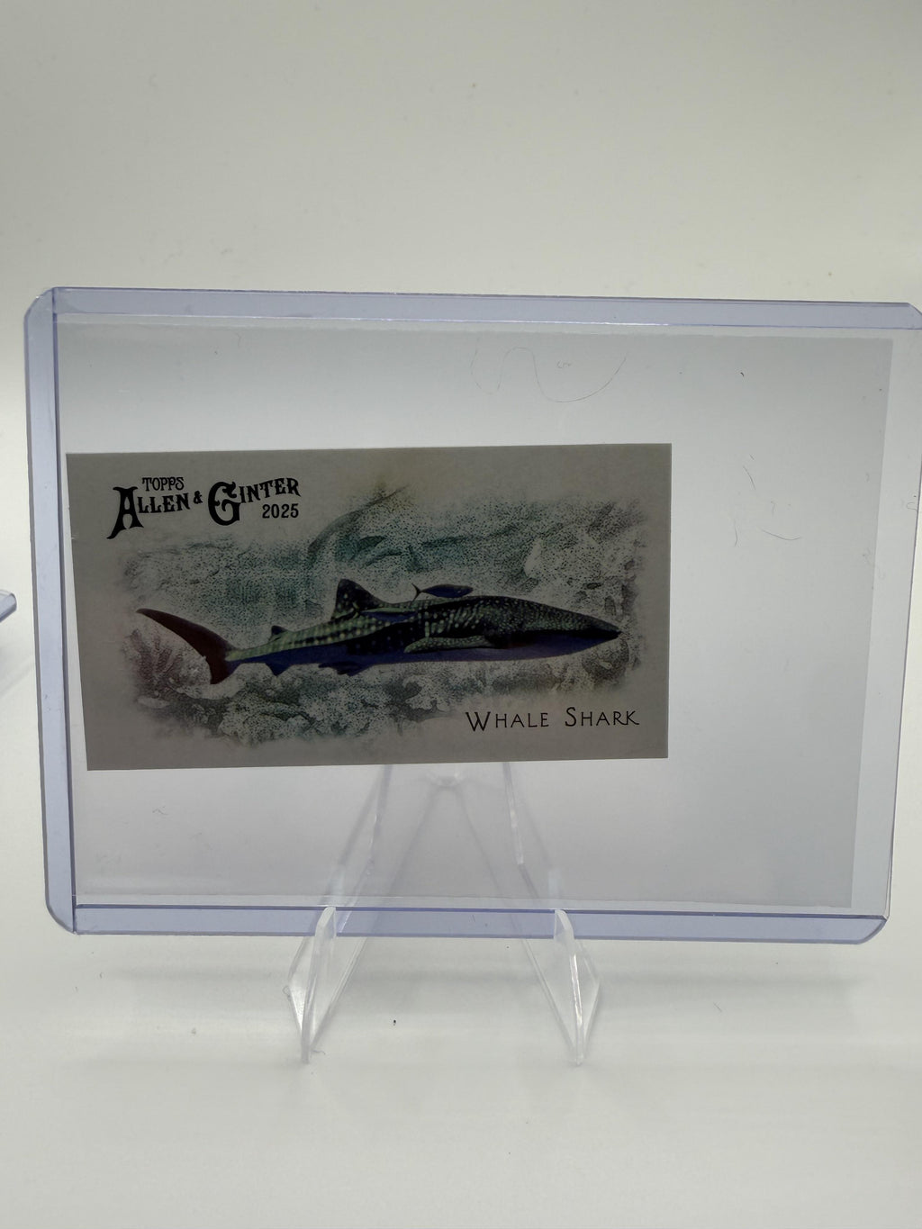2025 Topps Allen & Ginter Whale Shark Card Mini 50 Fish Global Waters