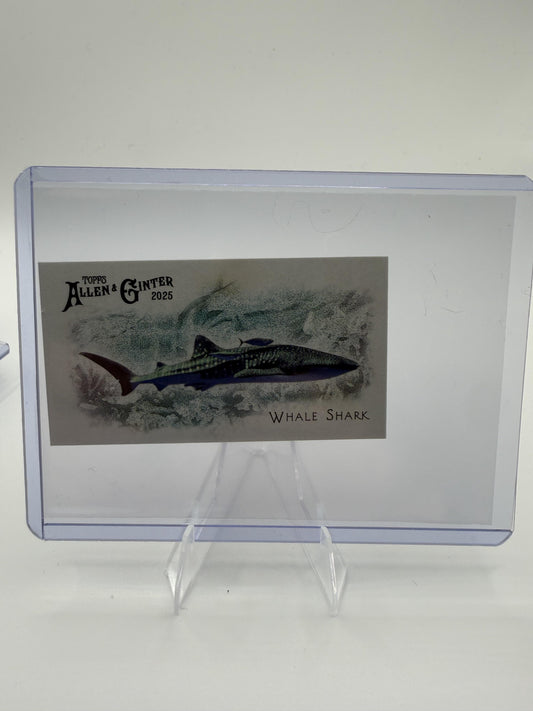2025 Topps Allen & Ginter Whale Shark Card Mini 50 Fish Global Waters
